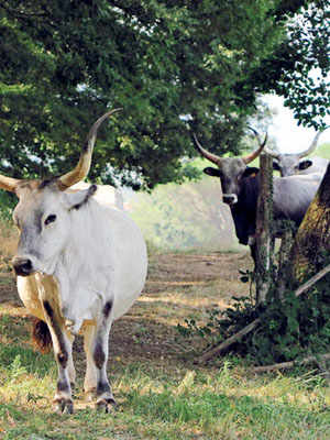 Tenuta di Paganico, The Ultimate in Animal Well-Being