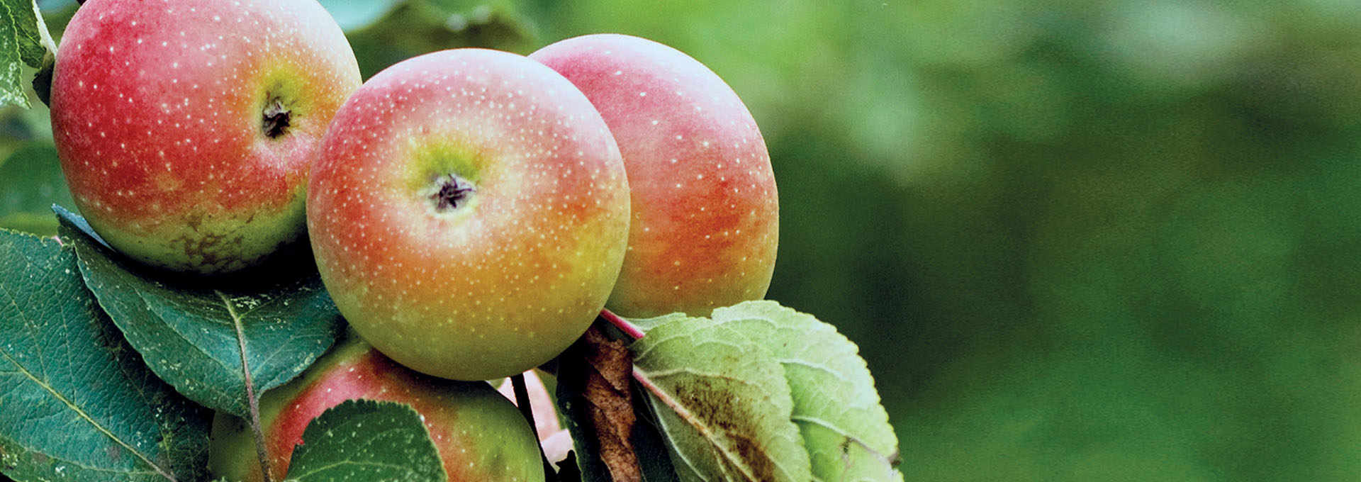 The Pink Apple of The Sibillini Mountains