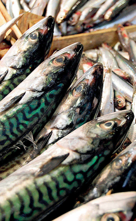 Oily fish. Mackerel.