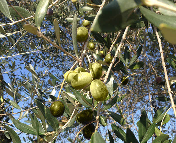 The Umbria PDO: Colli del Trasimeno and Colli Orvietani