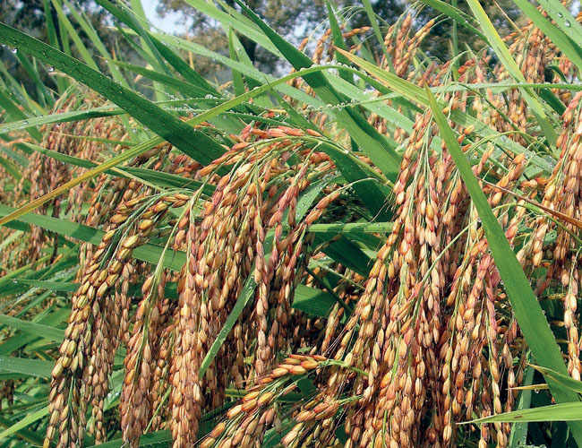The Carnaroli Rice of Riserva San Massimo Farm